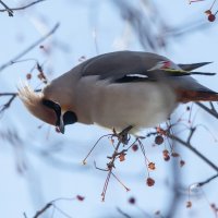 Свиристель :: Виктор Иванович Чернюк Свиристель :: Виктор Иванович Чернюк