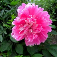 Пионы нашего двора :: Сергей Карачин Пионы нашего двора :: Сергей Карачин