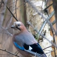 Сойка :: Владимир Лазарев Сойка :: Владимир Лазарев