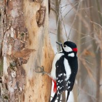 Большой пестрый дятел :: Владимир Лазарев Большой пестрый дятел :: Владимир Лазарев