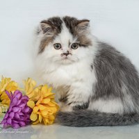 Хайленд-страйт :: Светлана Ищенко Хайленд-страйт :: Светлана Ищенко