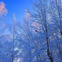 Январь...Сорока в морозном инее! :: Владимир 