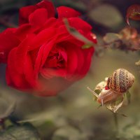 * :: Svetlana Galvez