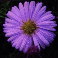 После дождя :: Людмила Смородинская После дождя :: Людмила Смородинская