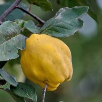 Айва... :: Николай Саржанов