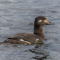 турпан. :: юрий макаров