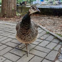 Павлин :: Александр Леонов Павлин :: Александр Леонов