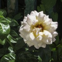 Белая роза Вайт драгон :: Валентин Семчишин Белая роза Вайт драгон :: Валентин Семчишин