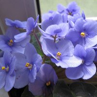 Фиалки :: Елена Семигина Фиалки :: Елена Семигина