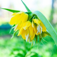 Цветение весной :: Олег Загорулько Цветение весной :: Олег Загорулько