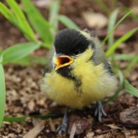 Синичкина :: краснов юрий 