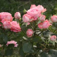 Любителям цветочков! :: елена беликова Любителям цветочков! :: елена беликова