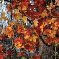 Краски ноября :: Рита Симонова Краски ноября :: Рита Симонова