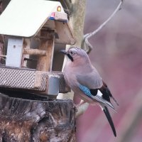 Сойка. :: Владимир Безбородов Сойка. :: Владимир Безбородов