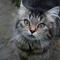 *** :: Надежда Куркина *** :: Надежда Куркина