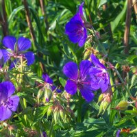 Краски лета. Герань луговая. г. Миасс, Машгородок. :: Алексей Трухин Краски лета. Герань луговая. г. Миасс, Машгородок. :: Алексей Трухин