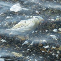 устрицы под ногами :: ИРЭН@ . устрицы под ногами :: ИРЭН@ .