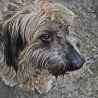 Лохматенький :: Галина Шеина-Мюльдорфер Лохматенький :: Галина Шеина-Мюльдорфер