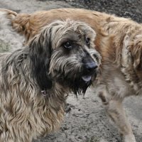 Друзья :: Галина Шеина-Мюльдорфер