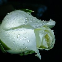 *** :: Светлана *** :: Светлана