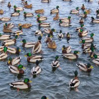 Кряквы :: Ольга Митрофанова