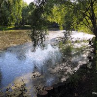 старый пруд :: Олег Лукьянов старый пруд :: Олег Лукьянов