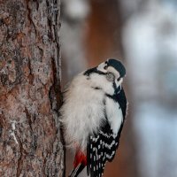 Дятел :: alex graf