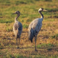 Журавли :: svabboy photo