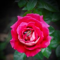 Роза и пчела. :: Александр. AVG100 ---