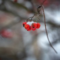 Рябина в снегу :: Алексей Трифонов