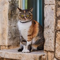 Красотка с нашего двора :: Shmual & Vika Retro Красотка с нашего двора :: Shmual & Vika Retro