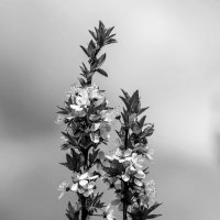 Б/Н :: Николай Б/Н :: Николай