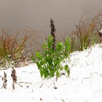 Зеленеет на берегу :: Андрей Снегерёв Зеленеет на берегу :: Андрей Снегерёв