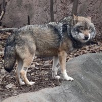 Волк :: <<< Наташа >>>