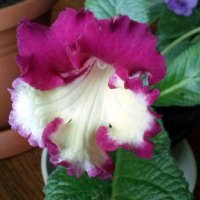 Стрептокарпус. :: Ирина ***