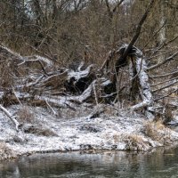 Бурелом :: sorovey Sol