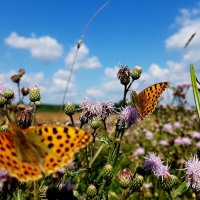 опять про бабочек...157 :: Александр Прокудин опять про бабочек...157 :: Александр Прокудин