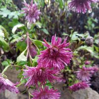 Хризантема :: Сапсан 