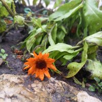 Календула :: Сапсан 