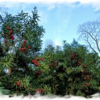 Тис ягодный :: Veera V Тис ягодный :: Veera V