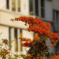 Последние яркие краски уходящего года :: Светлана Тихонина