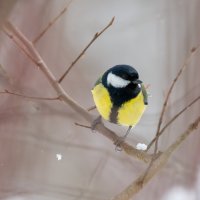 Большая синица :: Владимир Лазарев Большая синица :: Владимир Лазарев