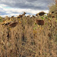 Подсолнухи :: skijumper Иванов Подсолнухи :: skijumper Иванов