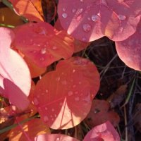 прекрасный октябрь :: Елена Шаламова прекрасный октябрь :: Елена Шаламова