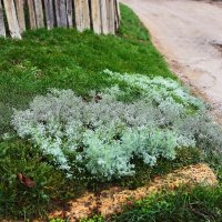 Полынь :: Юрий Гайворонскiий Полынь :: Юрий Гайворонскiий