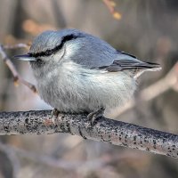 Птичка на дереве :: елена беликова