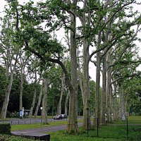 У Трептов - парка. :: Владимир Драгунский У Трептов - парка. :: Владимир Драгунский