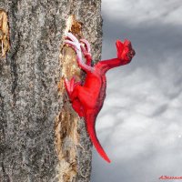 Да дятел я, дятел, просто болею с вашей зимы! :-) :: Андрей Заломленков Да дятел я, дятел, просто болею с вашей зимы! :-) :: Андрей Заломленков