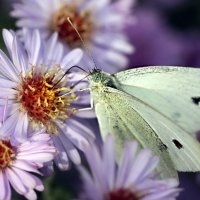 Осенняя :: ZNatasha - Осенняя :: ZNatasha -