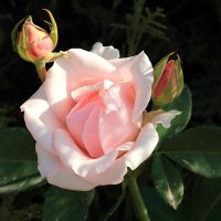 Осенняя нежность :: Светлана Осенняя нежность :: Светлана